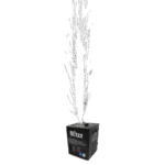 Cold Sparks rental
